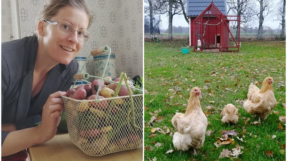 För två år sen lyckades jag, som en del i en dröm om att bli mer självförsörjande, övertyga min familj om att skaffa höns. Barnen, som helst vill ha en hel djurpark, var snabbt med på tåget. 