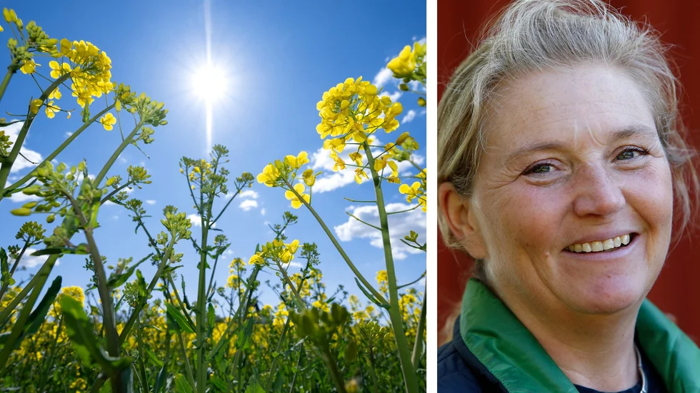 Rapsen blommar tidigt i år. "Rapsodlingen i Östergötland har ökat de senaste åren, det är en bra gröda med en ganska god lönsamhet" menar LRF-ordföranden Jeanette Blackert.