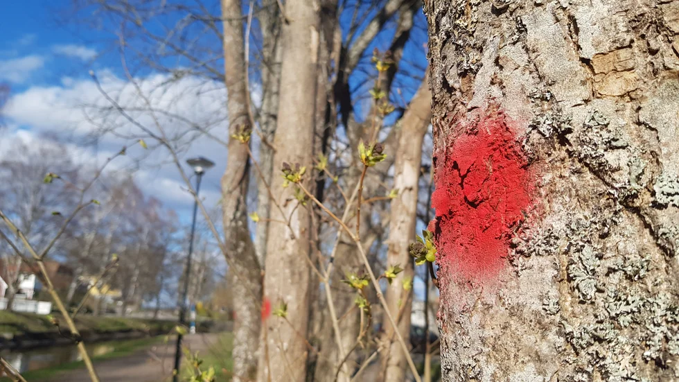 Längs Åtvids kanal står flera almar som dött efter de senaste årens almsjuka i Åtvidaberg. Röda prickar innebär att de ska avverkas.