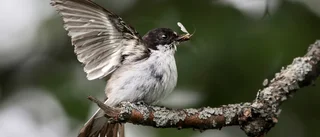 Säkra vårtecken rapporteras från Palo