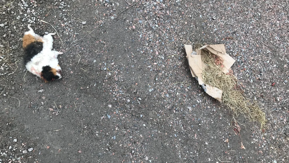 Ett misstänkt djurplågeri inträffade under måndagskvällen, natten till tisdag eller tisdag morgon.