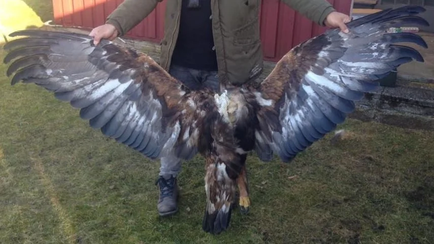 Under en husrannsakan i den misstänktes bostad hittades den här kungsfågeln som kan spåras till Norge.