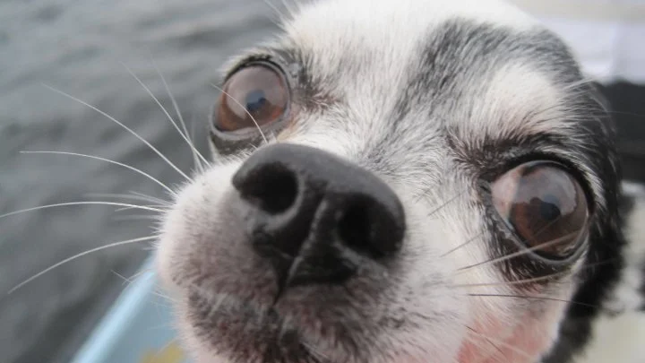 Sumo hade aldrig gillat sjön. Men ibland måste en chihuahua göra det en chihuahua måste. 