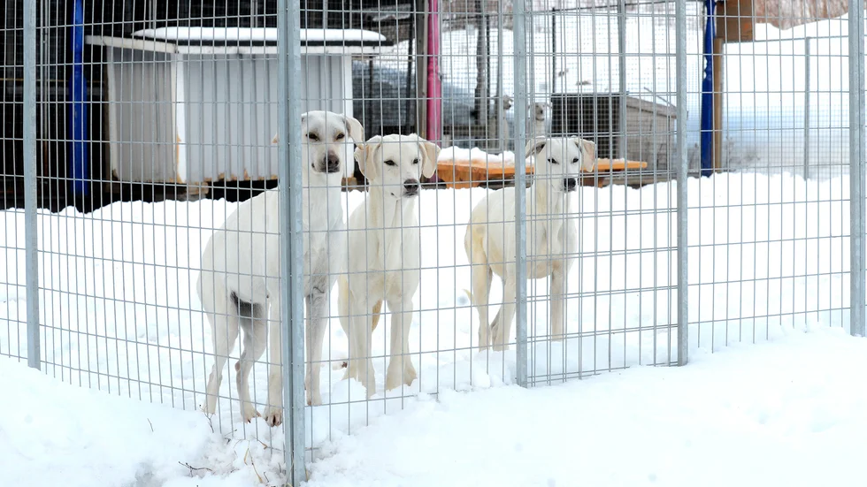Ett tiotal av de 36 hundarna som omhändertagits av Länsstyrelsen är kvar. Säljs de inte de närmaste dagarna skickas de till hundstall.