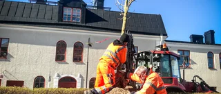 Den 150-åriga lönnen har fått sin ersättare