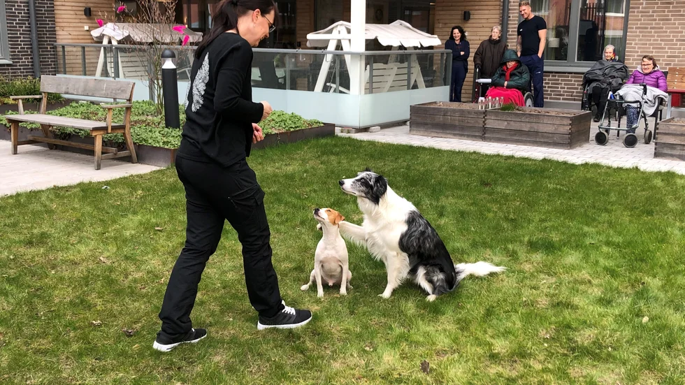 Linda Heintie och hennes hundar Marvel och Trix dansar  och uppträder för sin publik som är de äldre på boendet Attendo Råbyvägen.  