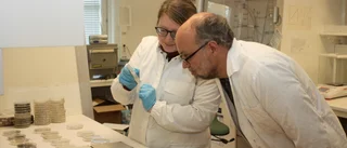 Medvind igen för träforskningen på Campus Skellefteå