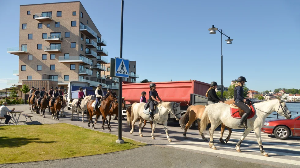 En av våra läsare lyckades fånga häsparaden på bild när de passerade Slottsholmen på väg mot Gränsö.