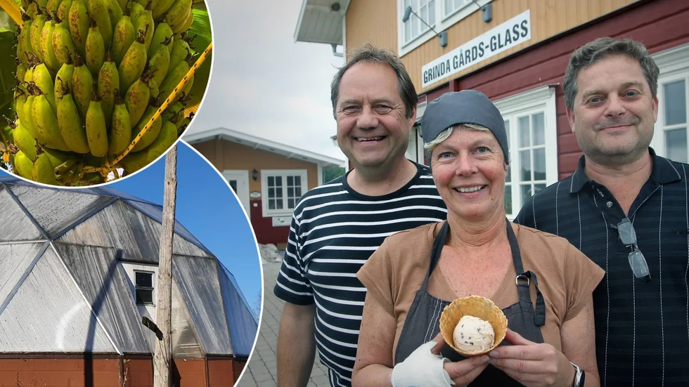 Claes och Elisabeth Lundblad, som driver Grinda gårdsglass, tillsammans med Björn Oliviusson vars växthus och bananer syns till vänster. Nu har hans bananer blivit en del av Grindas nya glass.