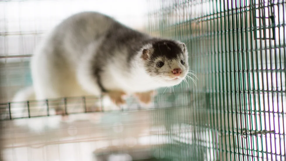 Minkar i Danmark hade samma mutation av coronaviruset som människor.