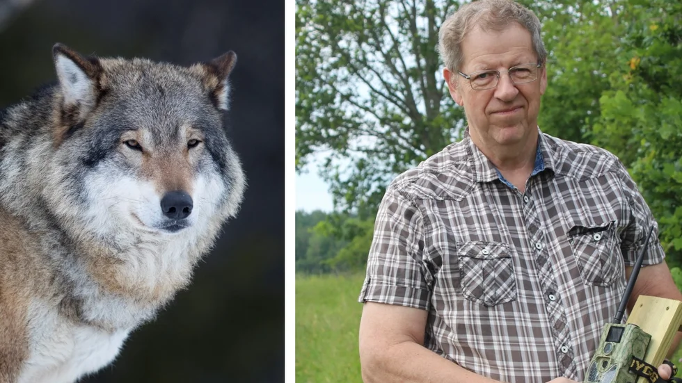Leif Thomsen är jaktledare i den skyddsjakt på varg som pågår norr om Roxen.