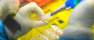 Wuhanlabb: Vi har tre coronavirus