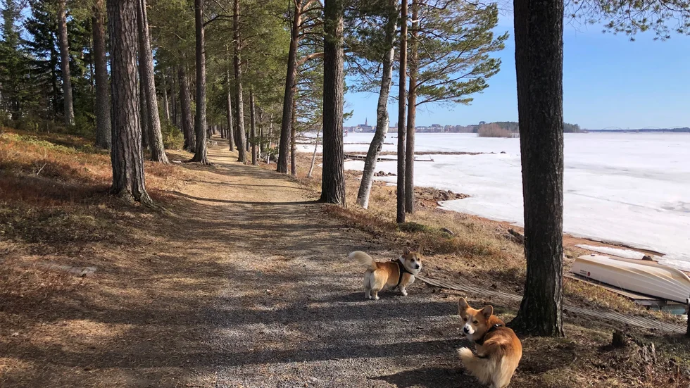 Tänk att isen för inte alls så länge sedan låg tjock i Luleå. Nu är det vår och den har gått. Fotot togs av Åsa när hon var ute på vårpromenad med Sixten och Frans Hjalmar nedanför Notviken/Mjölkudden. 