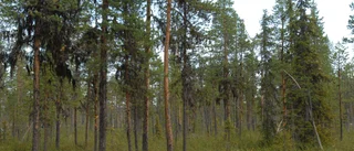 Skogsavverkning upprör samebyn