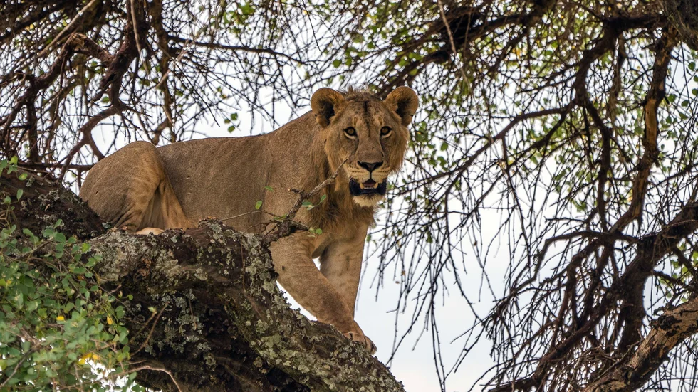Ett ungt lejon är på väg ned ur ett träd i Tarangire nationalpark i Tanzania. I pandemins spår har tjuvjakten ökat och intäkterna som ska gå till att skydda djuren sinar.