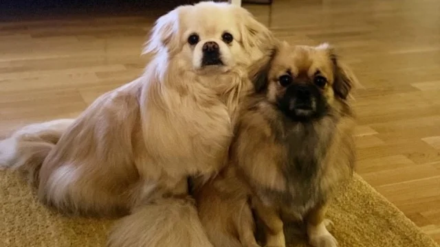 Charlie och Daisy, proffs på familjemys.