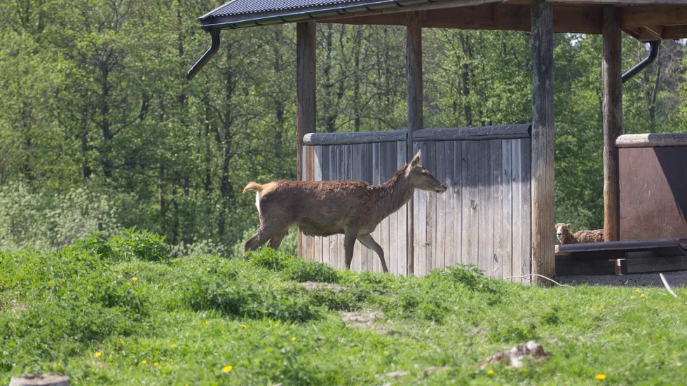 Polisen avlivade en dovhjort vid E4 under lunchtid på torsdagen. Bilden är tagen i ett annat sammanhang.