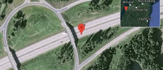 Rådjur på vägen