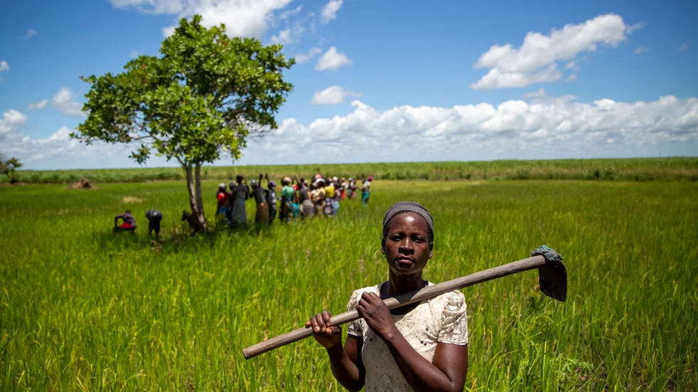 Paulina Livioni arbetar på ett risfält i Moçambique, i en bild från FN-organet UNCDF.