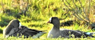 Dålig häckning för fjällgässen i år