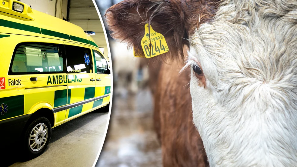 Lantbrukaren fick tillkalla ambulans efter att ha blivit klämd mellan sin ko och en vägg. Kon på bilden har dock ingenting med incidenten att göra.