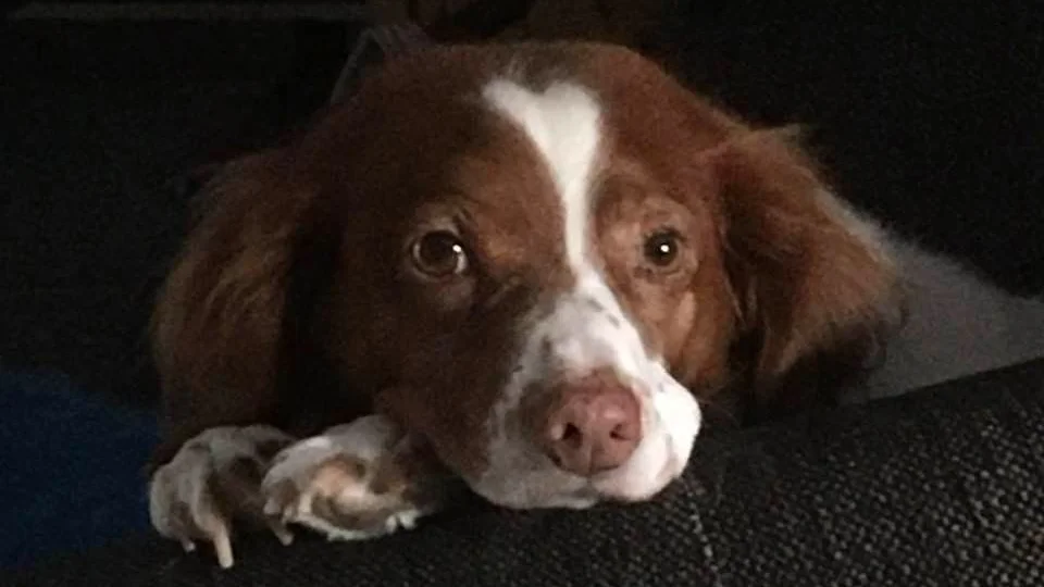 Ellie, en hjärtans kär karantänkompis.