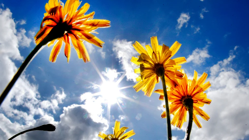 Sol.
