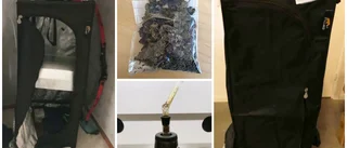 Polisen hittade odlingstält och cannabis – förklaringen: "Skulle odla tomater"