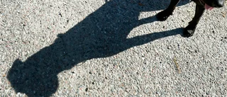 Djurplågerimisstänkt man polisanmäld igen