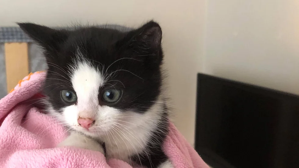 De fem kattungarna, som är omkring fem veckor gamla, är nu i säkerhet.