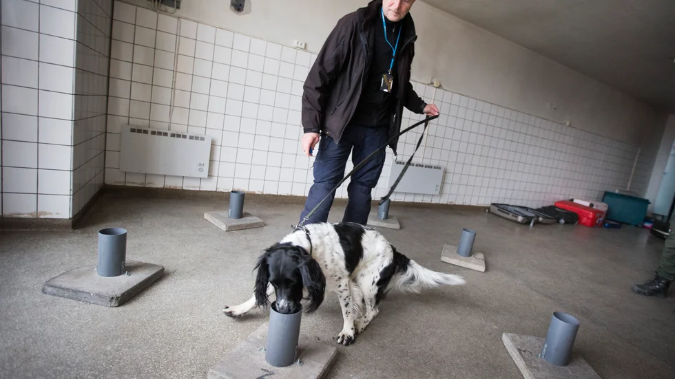Zigge och hundföraren Mikael Nilsson hade sex alternativ. Zigge luktade på tre innan han markerade träff genom att ha nosen kvar vid fyndet. Jobbet tog cirka fem sekunder.