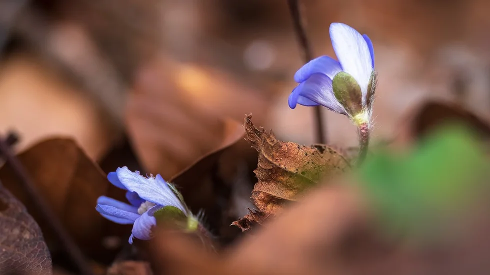 Ur led är tiden. Blåsipporna blommar på Omberg.