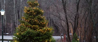 Dystra prognosen inför jul: Ingen snö i sikte