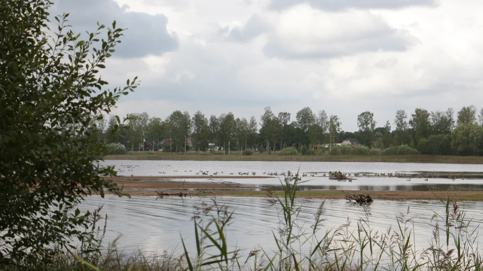 Det är väldigt lite vatten i sjön Hulingen just nu. Det beror på att det knappast är någon tillrinning, det kommer lite vatten uppströms i Silverån. Men grågässen verkar uppskatta situationen.