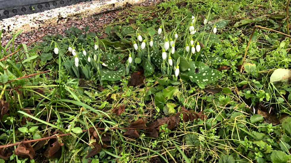 I Uppsala blommar just nu snödroppar på flera platser. Den här bilden är tagen i Norby.