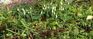 Vårblommor och höstvindar över Uppland
