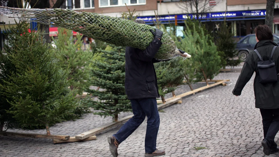 Flera av julgransförsäljarna har sina favoritplatser. Men antalet personer som hyr försäljningsställen av kommunen sjunker.