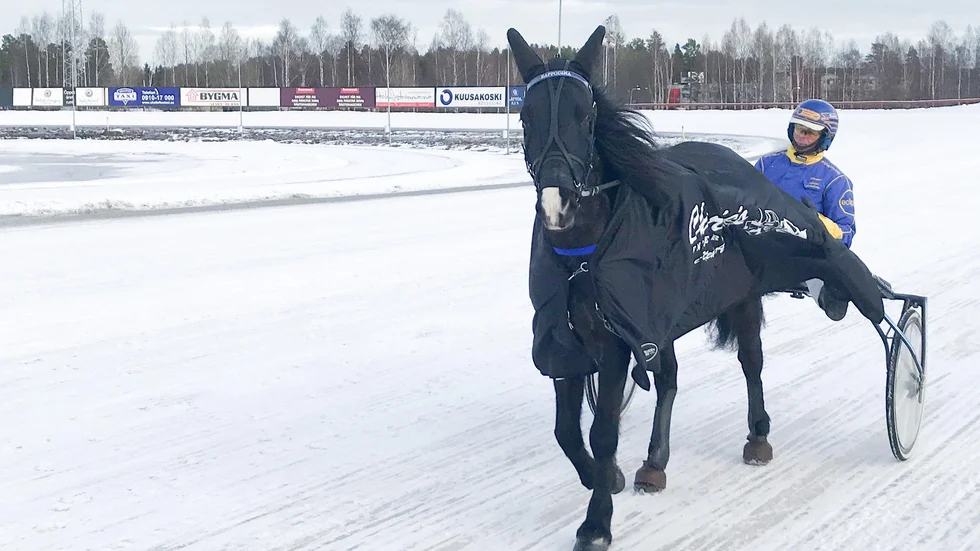 Rappodona efter sitt segerlopp i Skellefteå den 22 januari tillsammans med Krister Söderholm. På söndag startar hon en intressant start i Boden i ett lopp som ingår i Grand Slam 75.