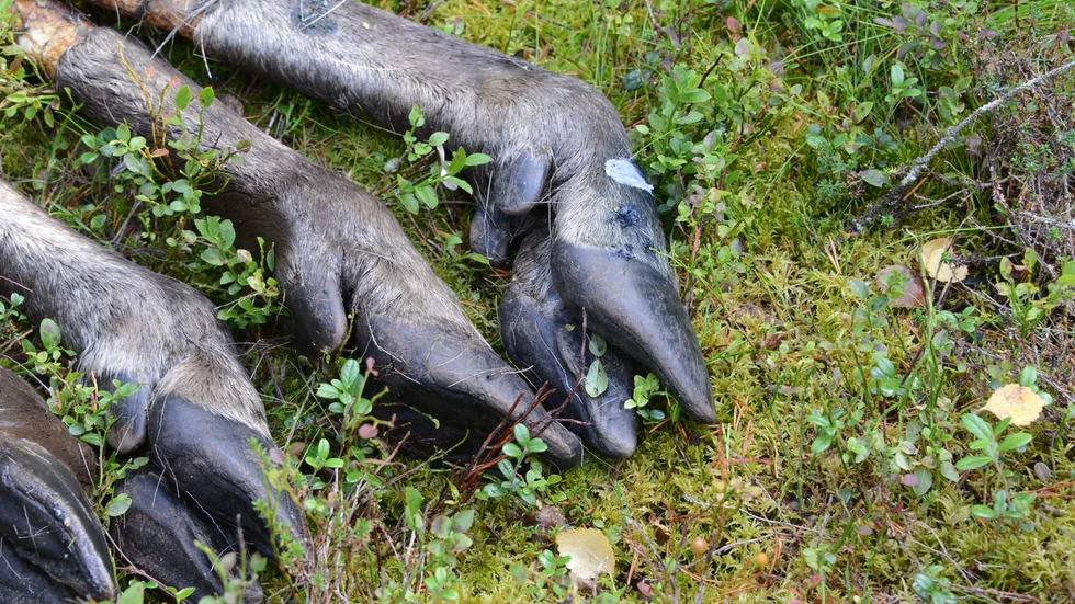 En älg av 133 skjutna i Arjeplog bar på CWD-smitta.