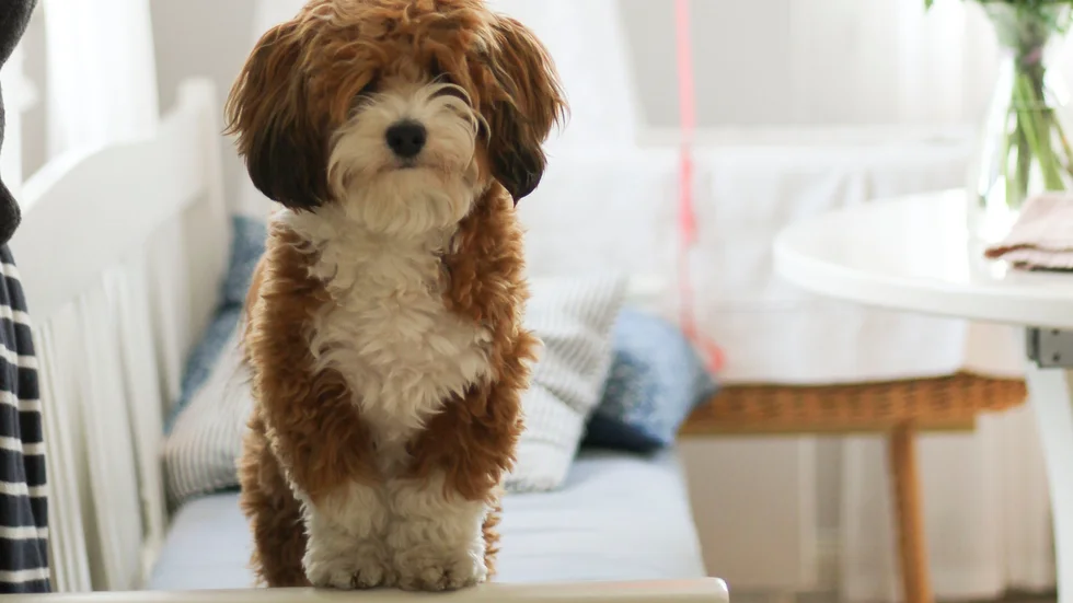 Hunden Håkan, bichon havanais, från Enköping har blivit utsedd till frimärkshund i Postnords tävling.