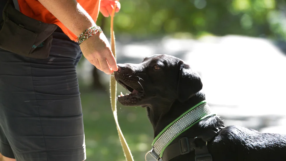 Okänd person öppnade dörren varpå en hund bet kronofogde i benet