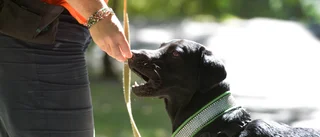 Hund bet kronofogde i benet under hembesök
