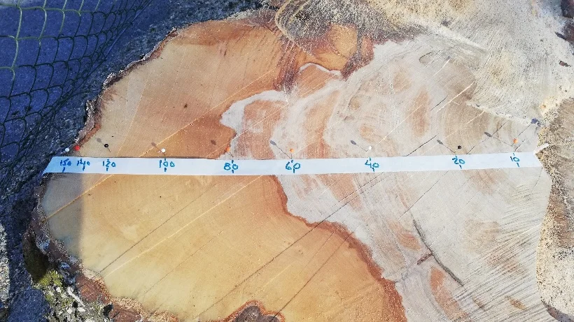 Med hjälp av nålar kunde lönnens ringar räknas. 