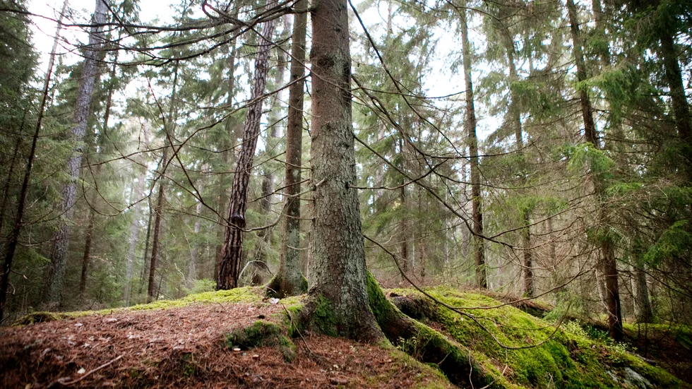 Enligt beslutet måste skogen skötas på ett sådans sätt att de kulturhistoriska lämningarna inte skadas, eller riskerar att skadas.