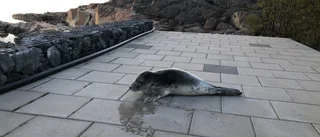 Strandad sälunge fångades på film i Öregrund