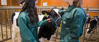 Många elever antagna till naturbruksgymnasiet