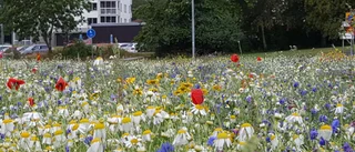 Ny blomsteråker anläggs i Gånsta