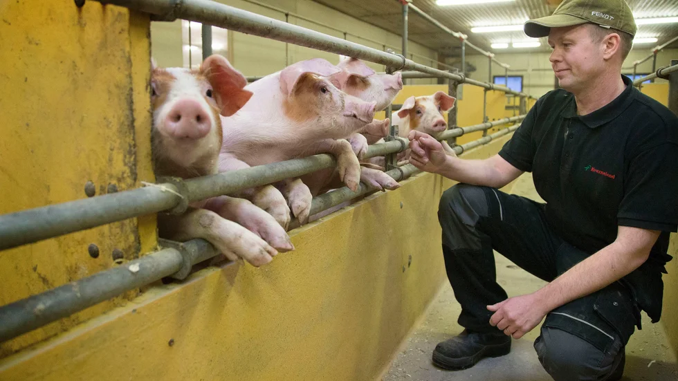 Grisbonden Björn Olofsson vill tillsammans med sju andra bönder tillverka biogas av den egna gödseln.
(Arkivbild)