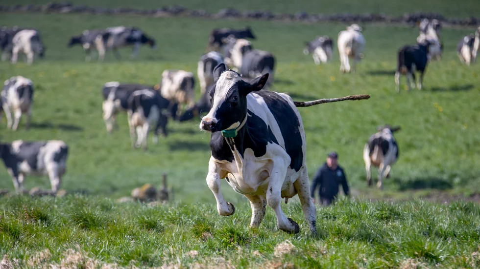Kosläpp utanför Varberg som i år hölls utan besökare på grund av coronapandemin. Arla ivesänder flera kosläpp på sin hemsida som annars brukar vara ett stort evenemang.