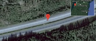Rådjur på vägen